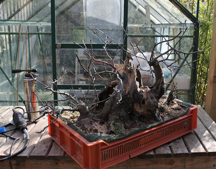 Crab Apple Bonsai Carving and Styling